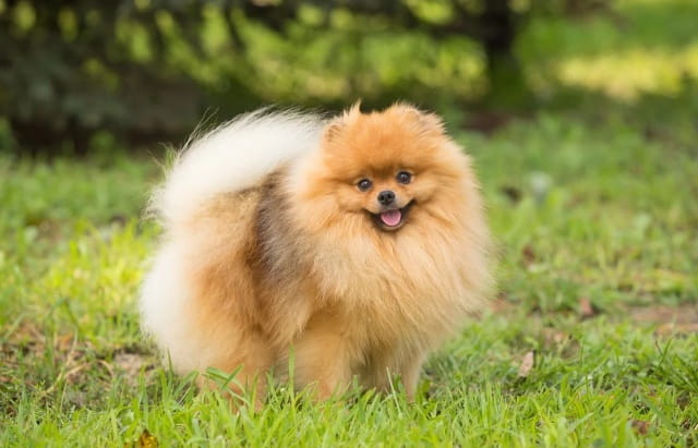 博美犬性格特点