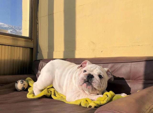 公认“最笨”的3种狗和“最聪明”的3种狗