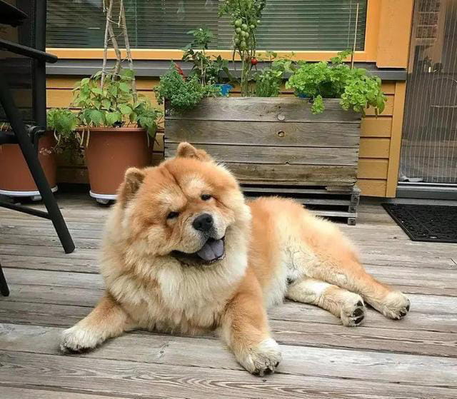 公认“最笨”的3种狗和“最聪明”的3种狗