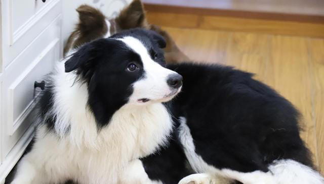 公认“最笨”的3种狗和“最聪明”的3种狗