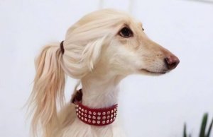 公认“最笨”的3种狗和“最聪明”的3种狗