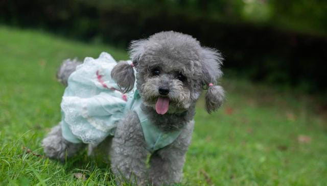 公认“最笨”的3种狗和“最聪明”的3种狗