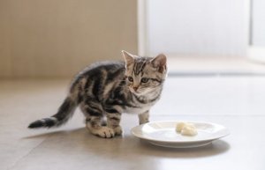 猫可以吃鸡蛋吗