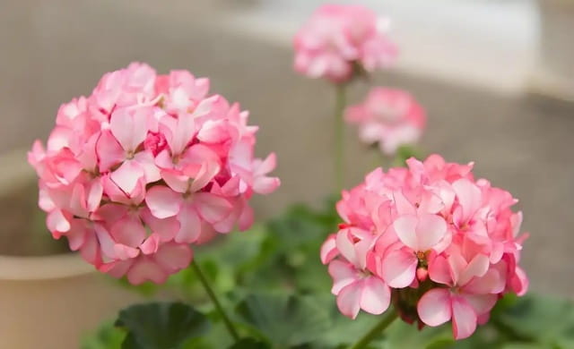 天竺葵的花语和寓意