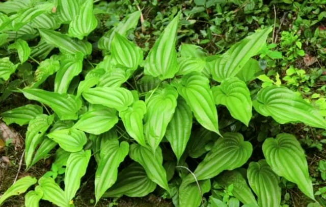 百部简介及生长习性