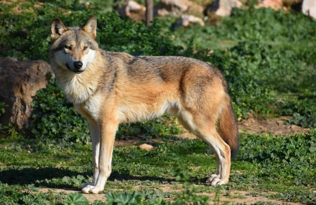 红狼简介及生活习性