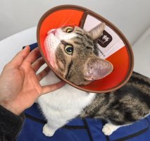 猫咪绝育手术一般多少钱？