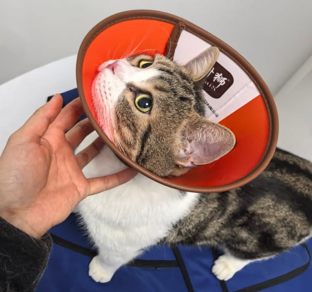 猫咪绝育手术一般多少钱？