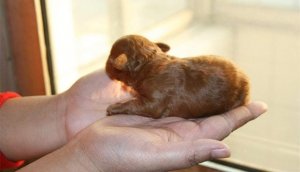 怎么样给泰迪断尾？