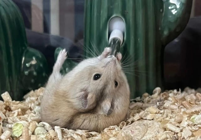 仓鼠不喝水会死吗？