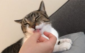 猫舔你的手代表什么？