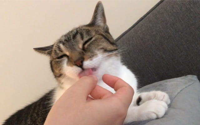 猫舔你的手代表什么？