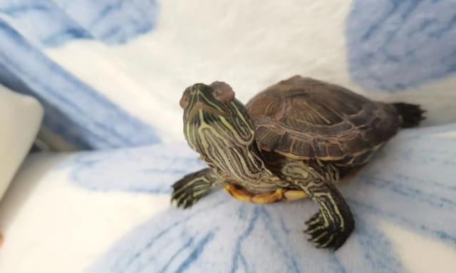 乌龟的眼睛变白了是怎么回事？