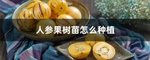 人参果树苗怎么种植