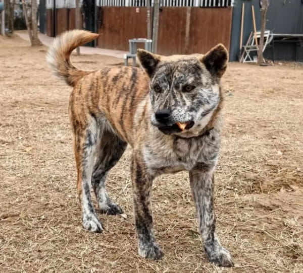 虎皮丹犬智商怎么样？