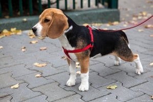 比格犬性格特点