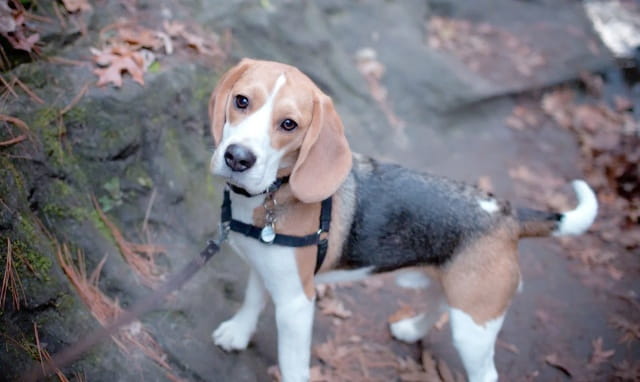 比格犬性格特点