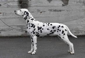 斑点狗好养吗？养斑点狗的注意事项