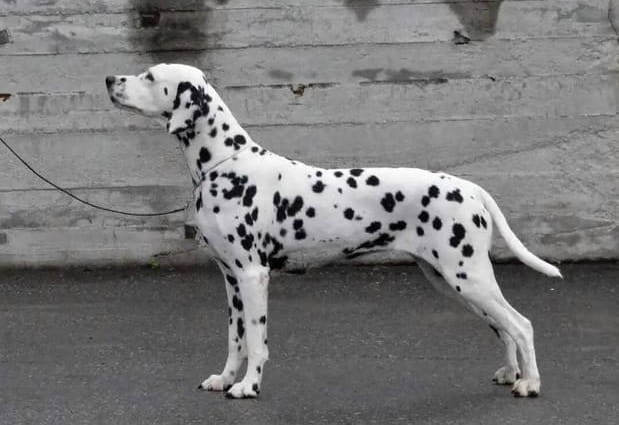 斑点狗好养吗？养斑点狗的注意事项