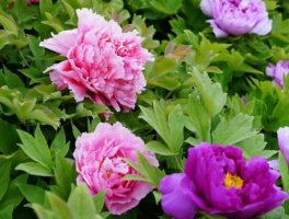 牡丹花几月份开花?