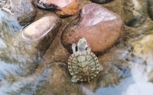 养巴西龟放多少水合适