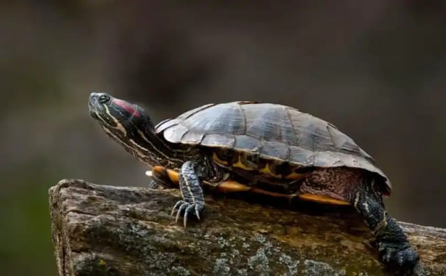 养巴西龟放多少水合适,原来还有这么多学问 养巴西龟放多少水合适,原来还有这么多学问
