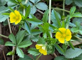 委陵菜简介及生长习性