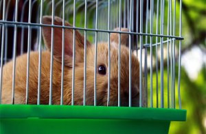 兔笼子什么地方有的买 如何选择好用的兔笼