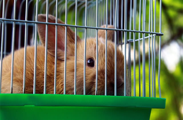 兔笼子什么地方有的买 如何选择好用的兔笼