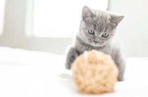 猫咪喜欢玩什么玩具 最受欢迎的猫玩具有哪些