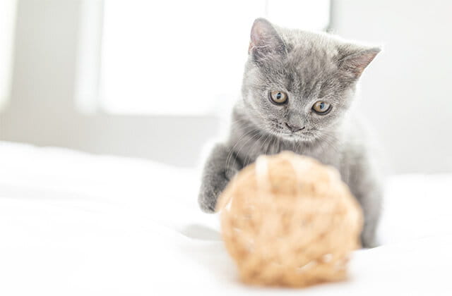 猫咪喜欢玩什么玩具 最受欢迎的猫玩具有哪些