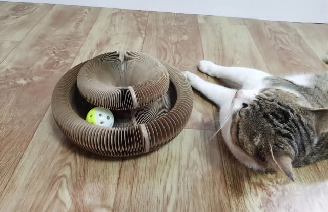 猫咪喜欢玩什么玩具 最受欢迎的猫玩具有哪些