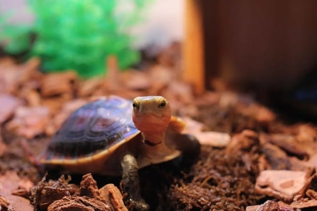 黄缘闭壳龟：互动性最好的半水龟