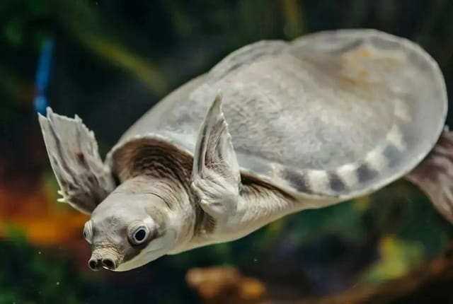 猪鼻龟：水性最好的深水龟