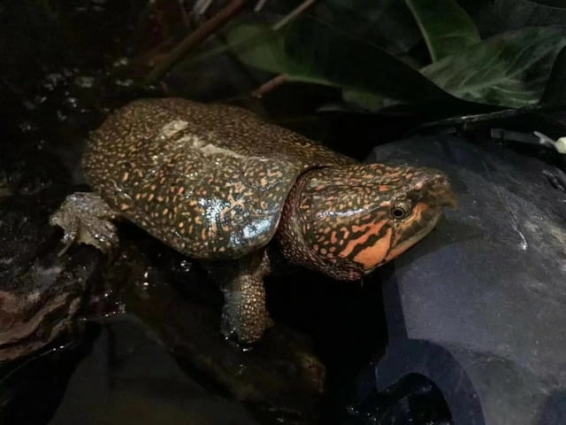 猪鼻龟：水性最好的深水龟