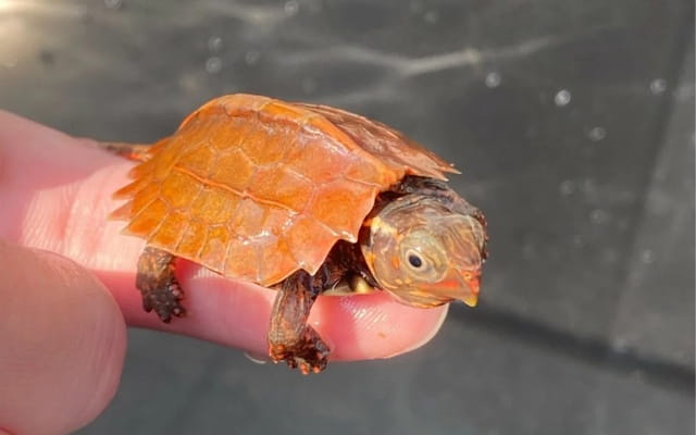 枫叶龟体型：体型最小的半水龟