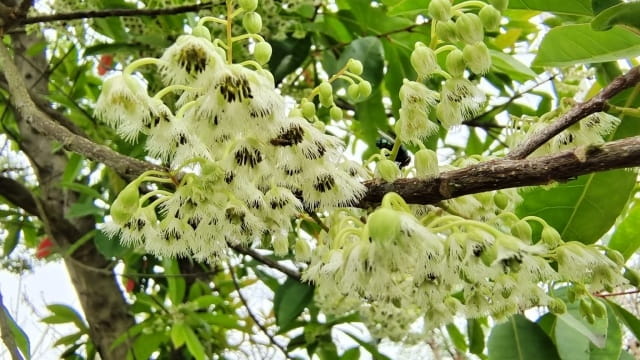 杜英花简介及生长习性