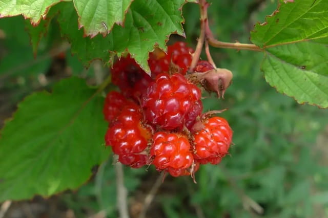 牛叠肚简介及生长习性