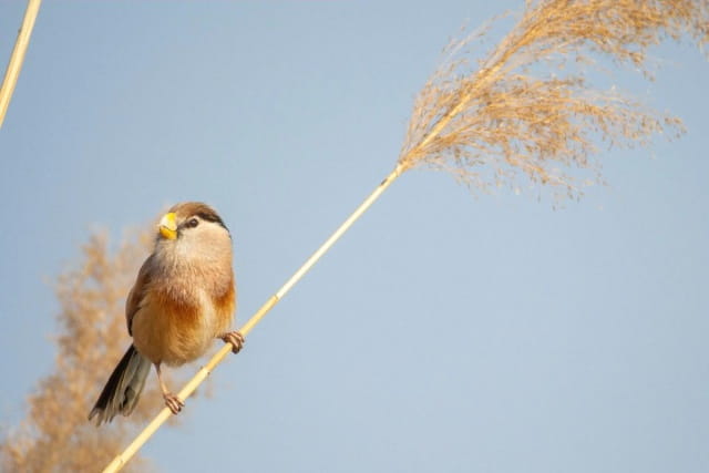 震旦鸦雀简介及生活习性