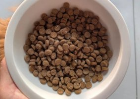 猫咪吃烘焙猫粮容易上火吗？