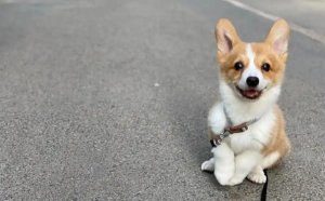 小狗好听的名字有哪些？