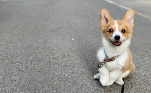 小狗好听的名字有哪些?