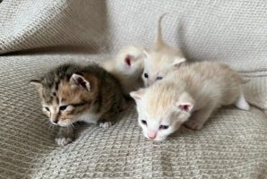 刚抱回家的小猫怎么养