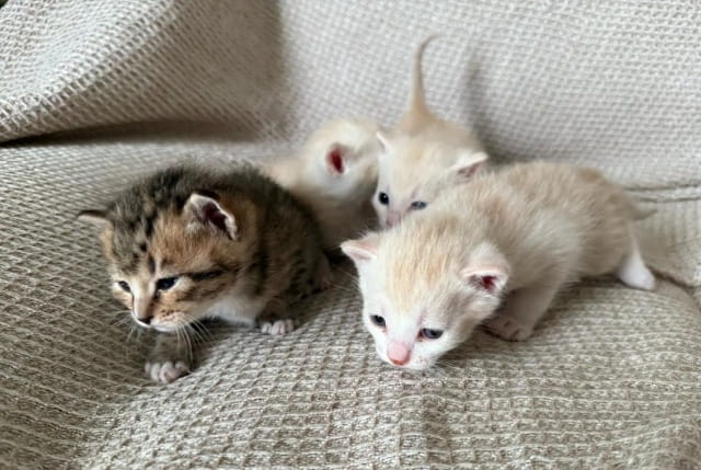 刚抱回家的小猫怎么养