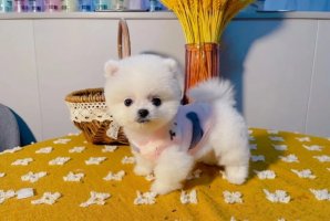 俊介狗狗多少钱