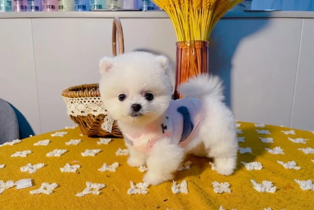 俊介狗狗多少钱