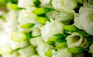 绿桔梗花语是什么意思