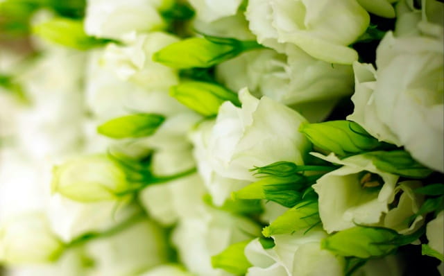 绿桔梗花语是什么意思