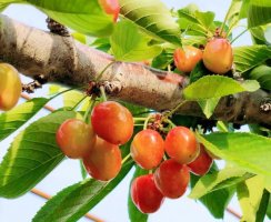 樱桃树几年结果实