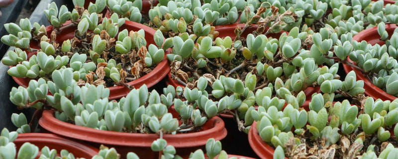 碧玉莲的养殖方法,适合放在室内养吗 碧玉莲的养殖方法,适合放在室内养吗